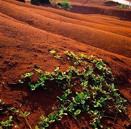 《黎明行者之血》角色介绍：男主科恩和吸血鬼头领Brencis